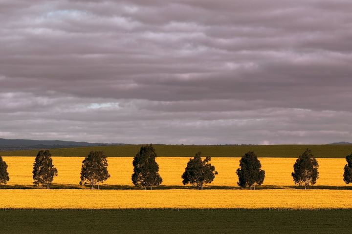 Row of trees in a yellow field under a cloudy sky.