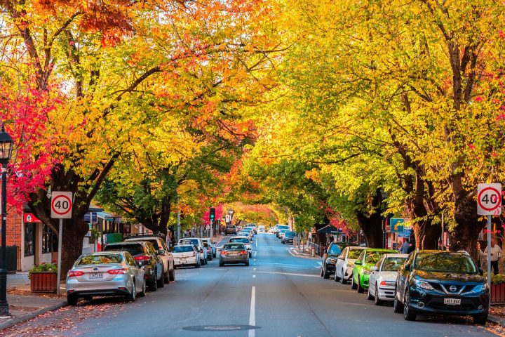 Street with cars and colorful autumn trees lining both sides, under a clear sky.