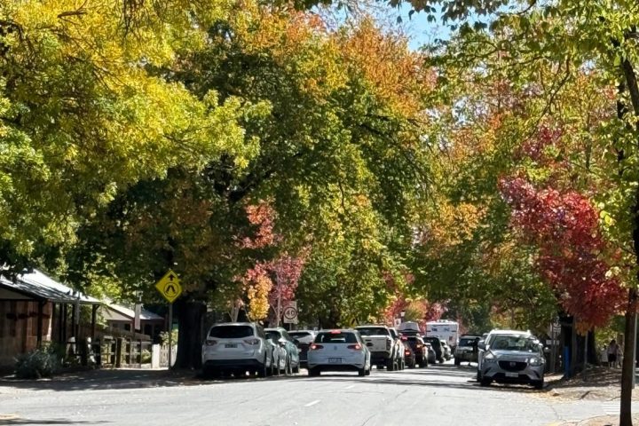 Street lined with autumn trees and parked cars under a blue sky.