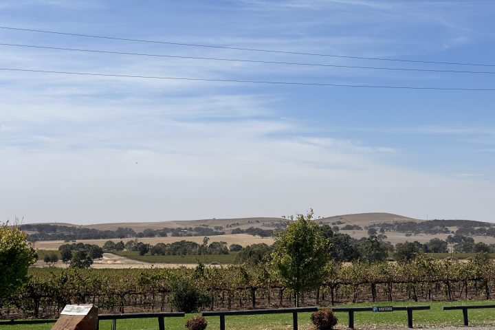 Scenic view of vineyard with rolling hills and a clear blue sky in the background.