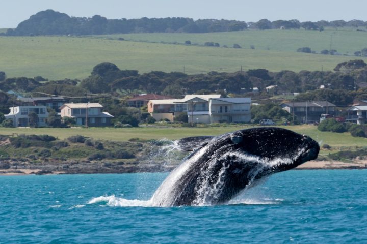 Whale breaching near a coastal town with houses and fields in the background.