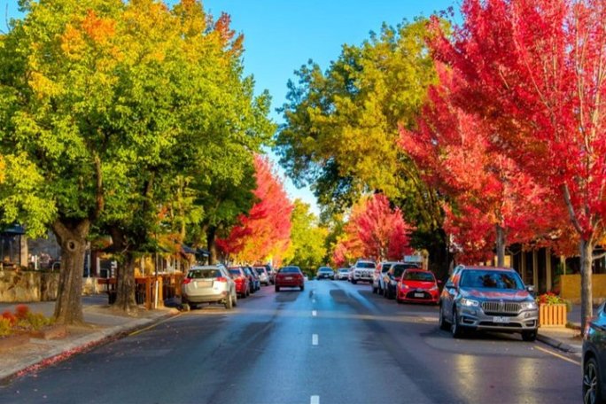 Street with colorful autumn trees and parked cars along both sides.