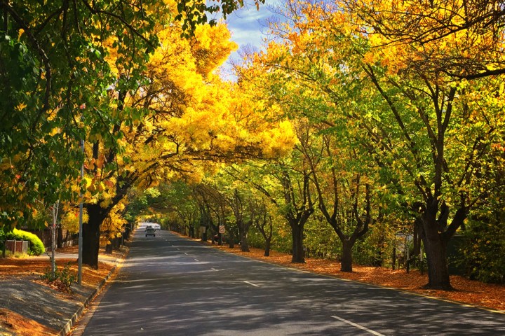 Tree-lined road with yellow autumn leaves under a bright blue sky.