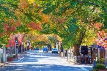 Tree-lined street in autumn with colorful foliage and cars parked along the road.
