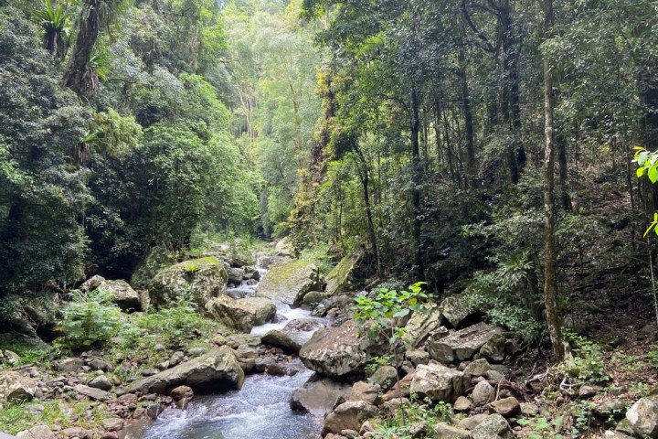 a river running through a forest
