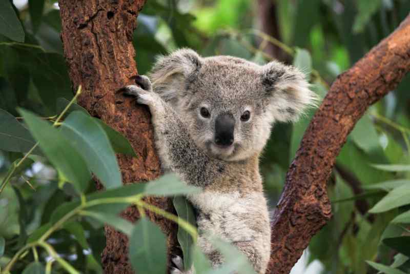 a koala hanging on a tree branch