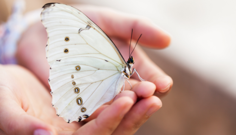 butterfly
