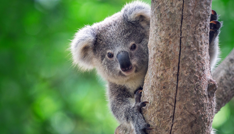 koala