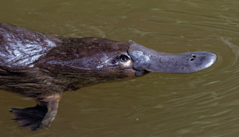 platypus