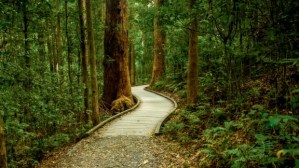 a path in the forest