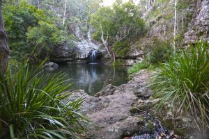 a river surrounded by trees