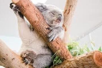 a koala bear