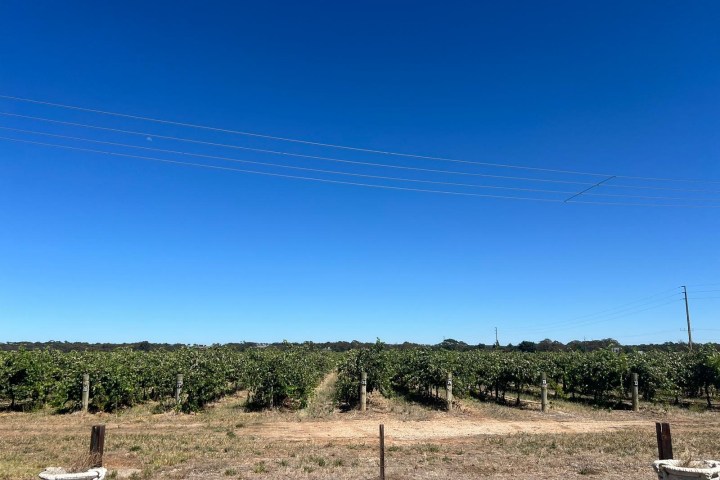 a close up of a dry grass field