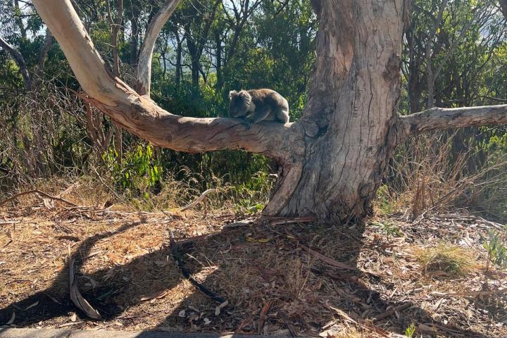 Koala sitting on a tree branch in a wooded area near a road.