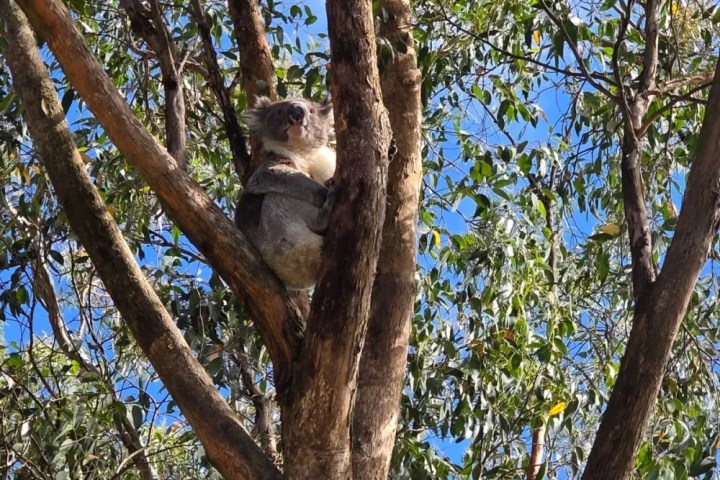 Koala in a tree on a sunny day with blue sky background.