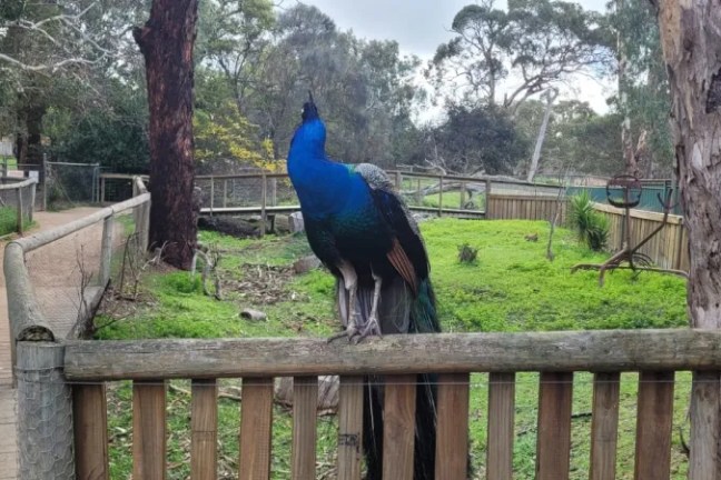 Peacock perched on a wooden fence in a park with trees.