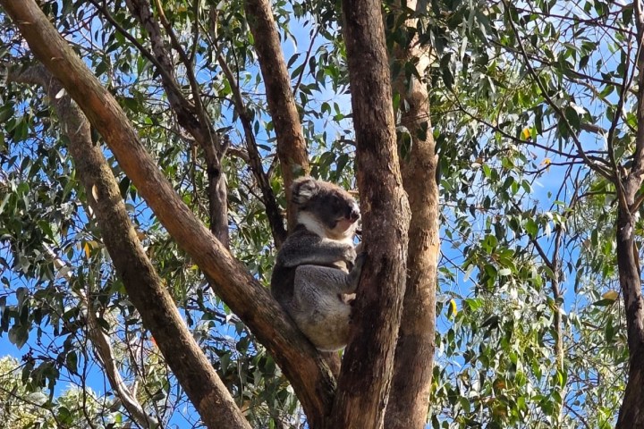 Koala sitting in a tree with green leaves and blue sky.
